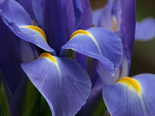blomster storslåede blå blomster omhyggeligt pleje naturlige midler