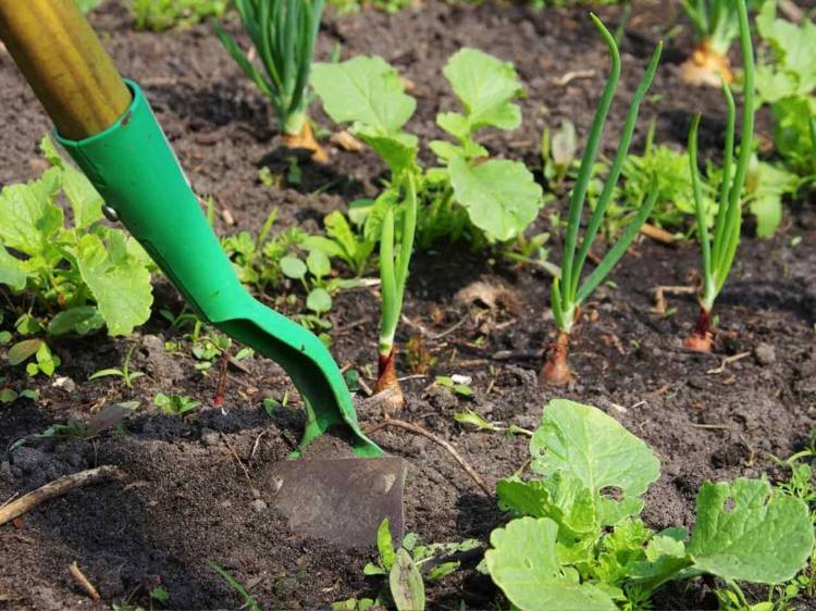 oprette-køkken-have-jord-løsne-løg-pleje-simpelthen-ler-humus