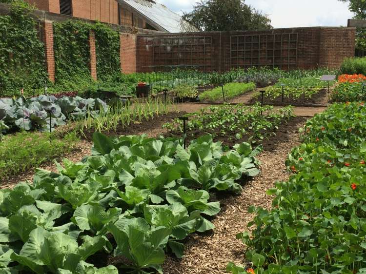 Grøntsagshave skaber roer-idé-kål-plante-måder