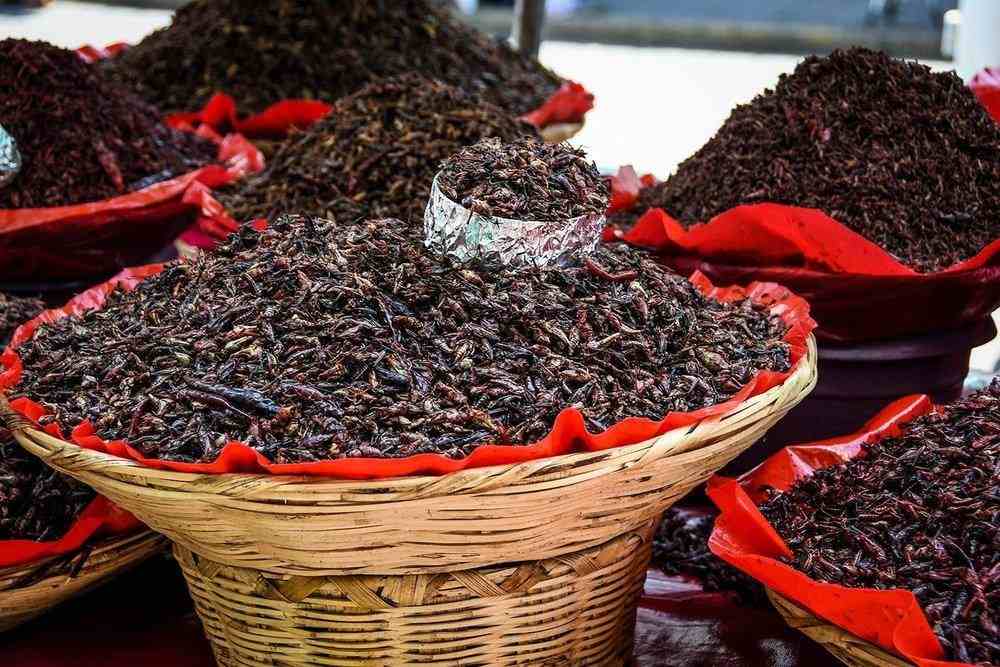 Stor kurv på markedet fuld af græshopper stegt i chili og krydderier