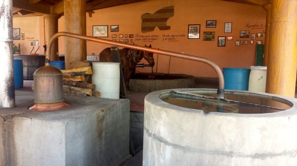 mezcal destilleri i en mexicansk landsby til traditionel blå algave drink