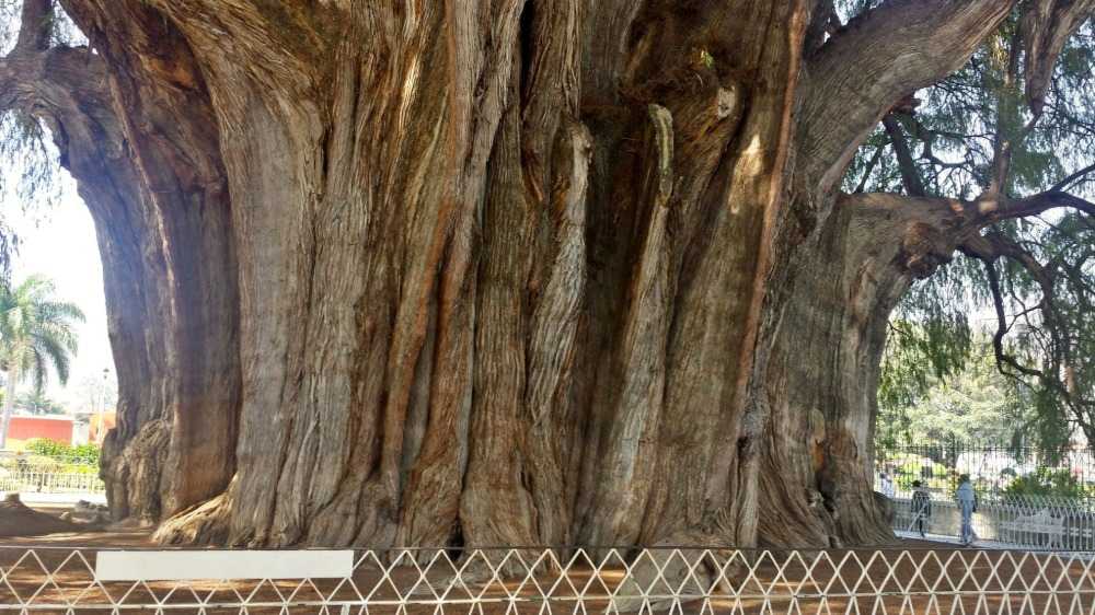 arbol del tule det bredeste træ i verden ligger nær oaxaca mexico