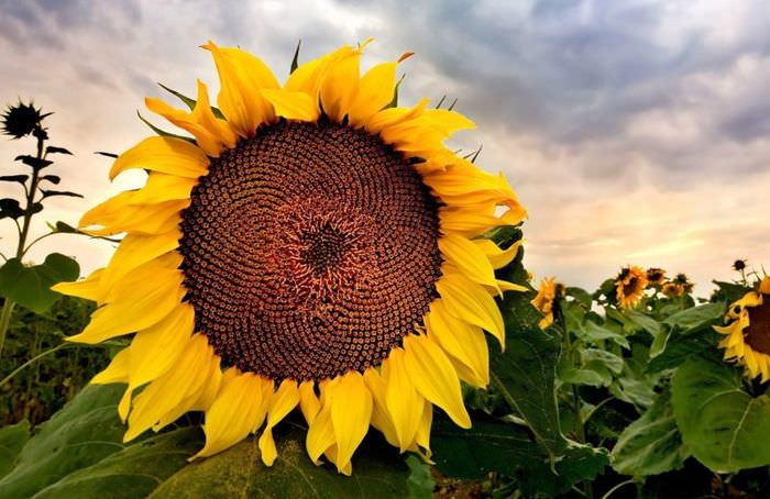 Fotografia slnečnicového kvetu počas dozrievania semien