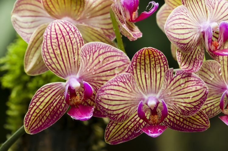 Gødning af orkideer gjort rigtigt - tips dengang