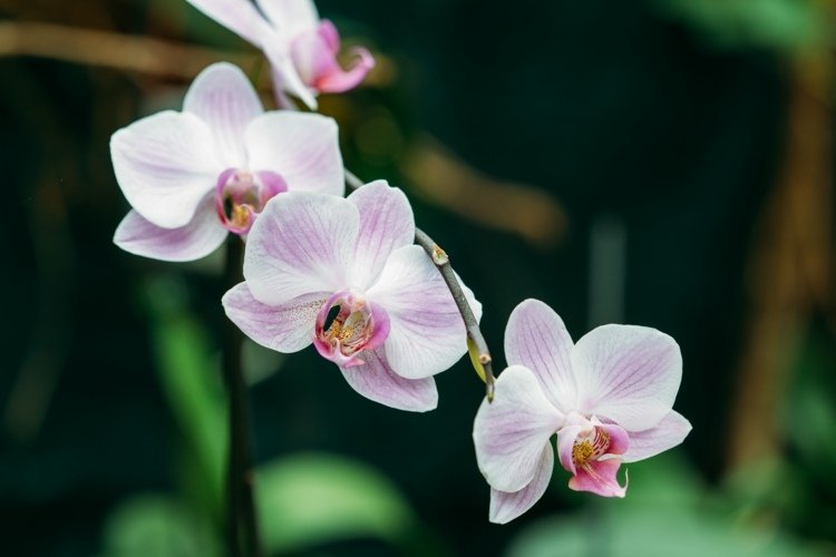 Orkideer befrugter for begyndere og billigt - brug husholdningsaffald