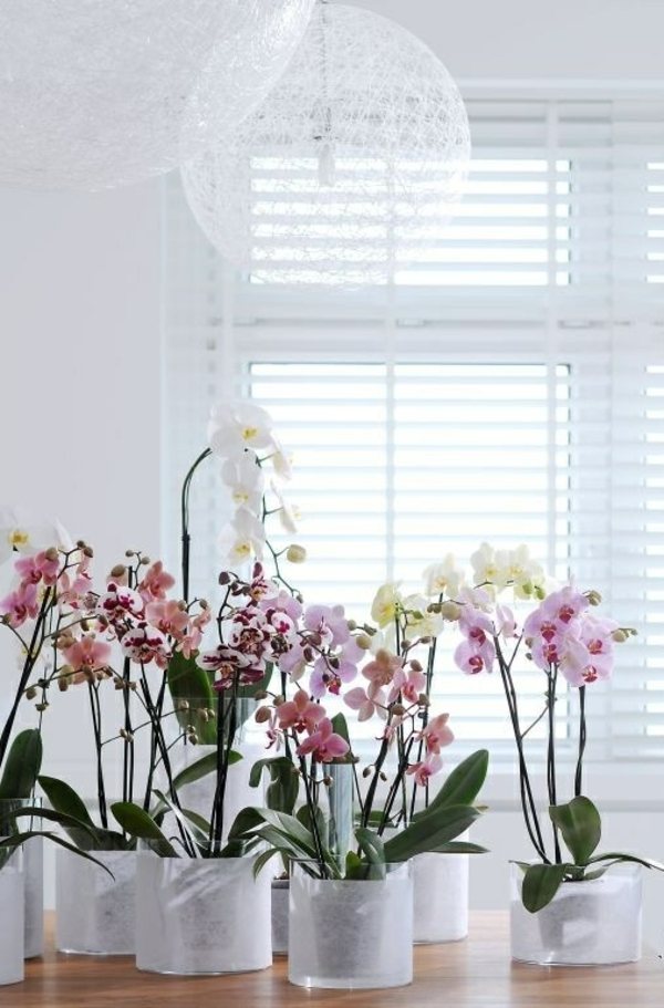 Orkideer, der dyrker indendørs planter, plejer gødning