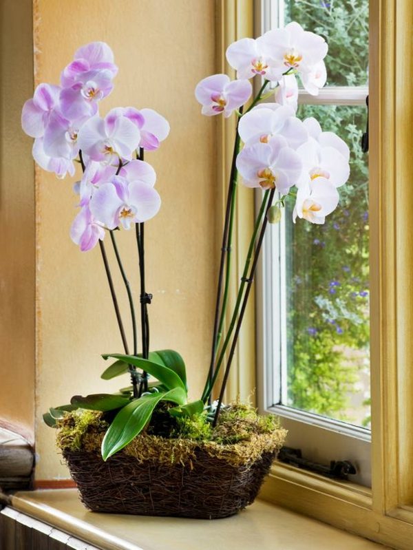 velkendt værelse planter orkidé design