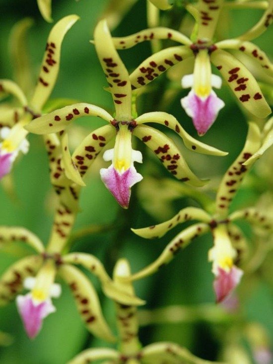 Tips til pleje af Epidendrum orkideer