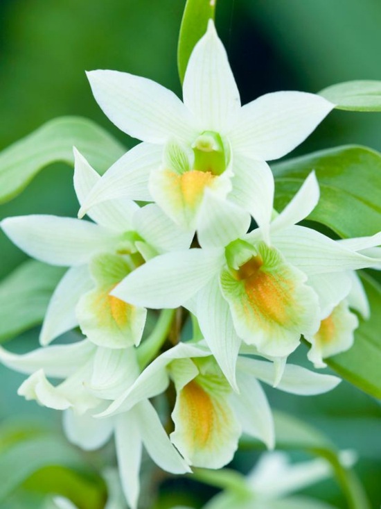 tips til pleje af dendrobium orkideer