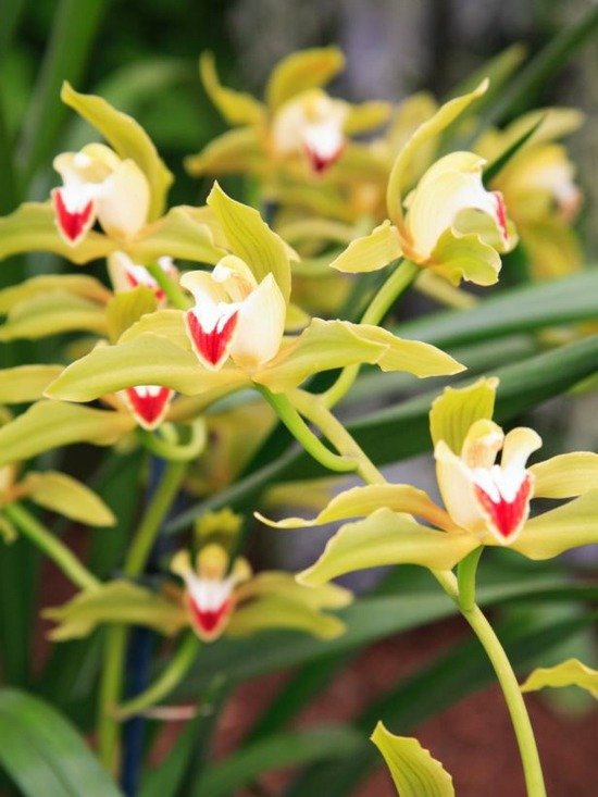 Cymbidium orkide arter dyrkningstip