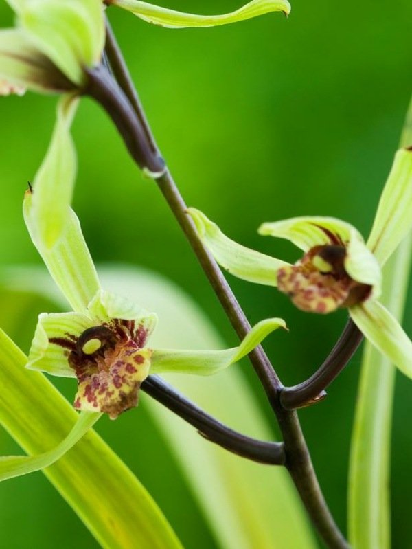 Cymbidium Kanran orkideer arter planter blomster