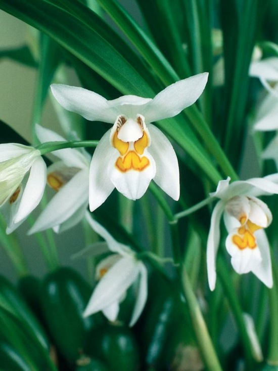 Coelogyne orkidé smukke blomster billeder