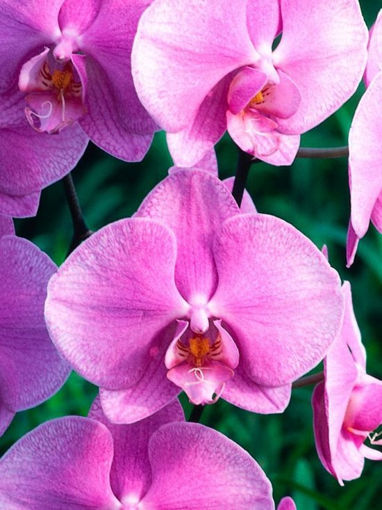pink møl orkidé smukke blomster