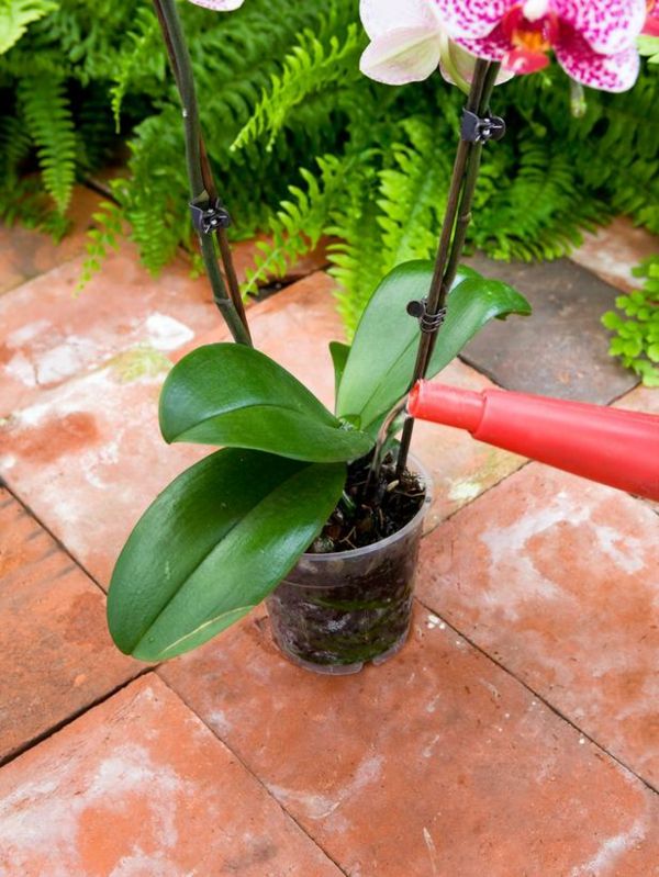 Orkidé vandingsinstruktioner stueplante