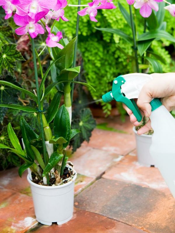 Vejledning til pleje af orkidévandspray