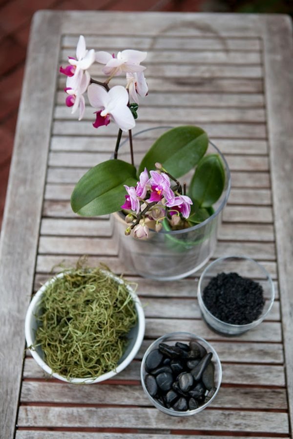 Tips til pleje af orkideer til plantning af jord