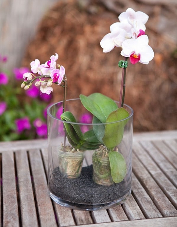 Orchid terrarium plantning vanning design ideer