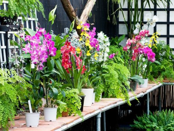 Orkide pleje tips farver typer værelse planter