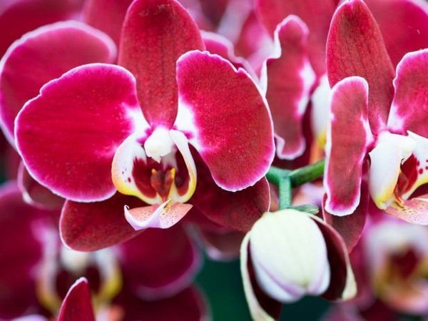 Miltopniopsis orkidé lyserød rød farve husplanter blomster