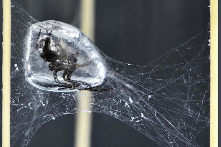 pavillon kulstof vand edderkop spindelvæv luftboble inspiration natur