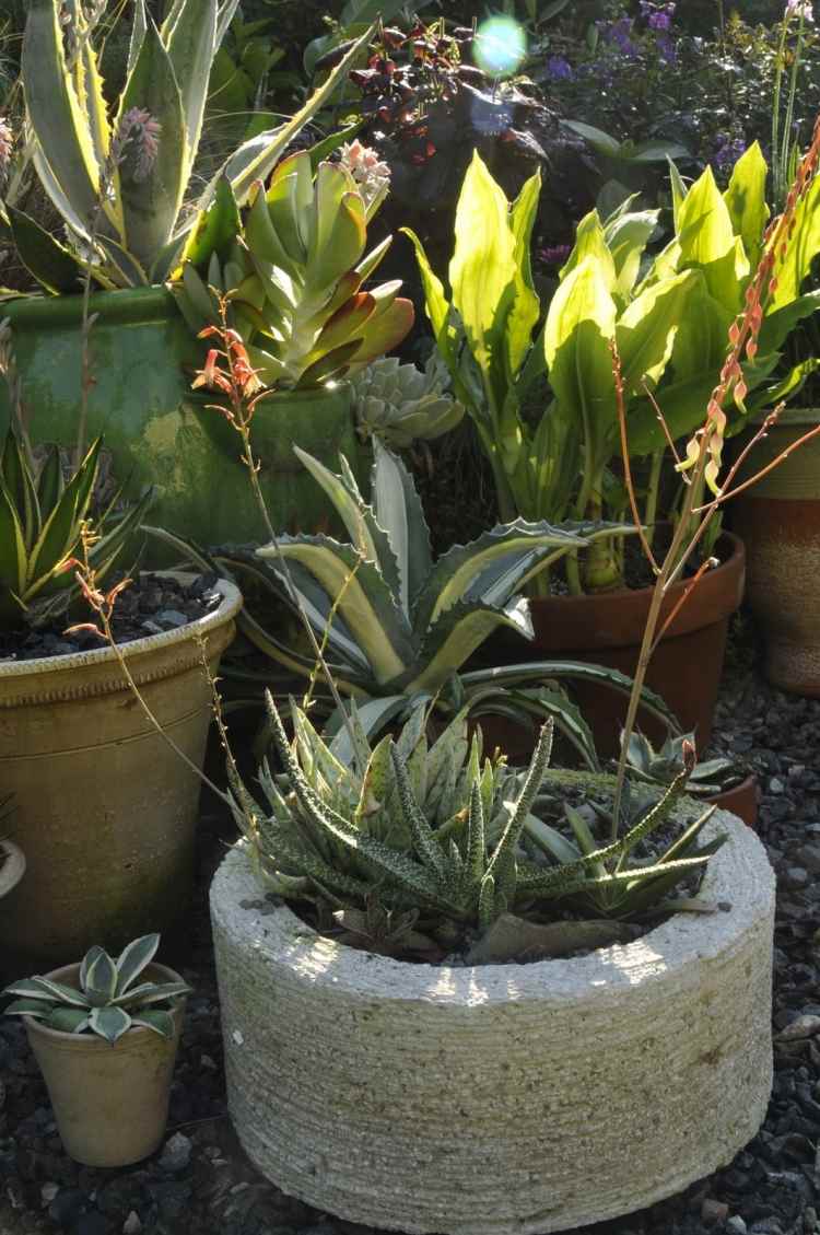 planter-grus-senge-tørke-kærlige-plante-krukker-klippesolrige