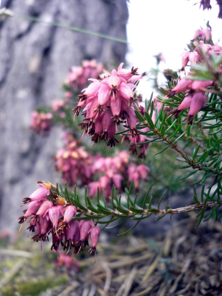 planter-grus-senge-alpinum-vinter lyng-pink-farvetør