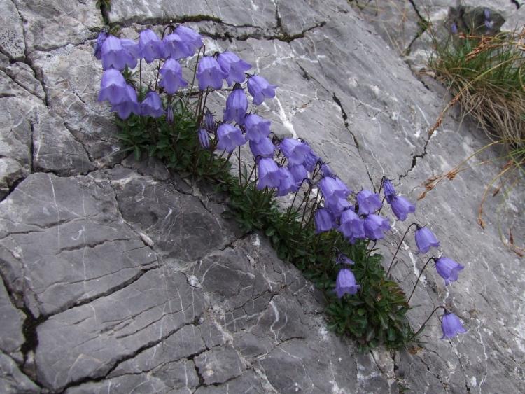 planter-grus-senge-alpinum-typer af planter-blåklokker-blå-sten-kampesten