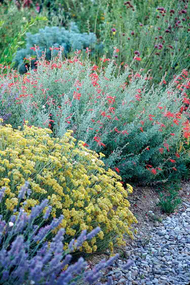 planter-grus-senge-Achillea-Scharfgrabe-lavendel-buske-grus-grus