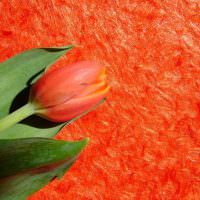 Λουλούδι τουλίπας σε φόντο κόκκινης υγρής ταπετσαρίας