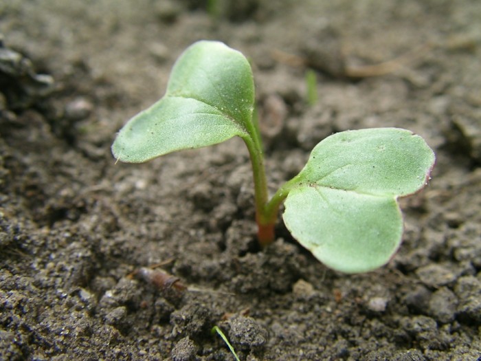 frøplante radiser havejordplanter sund ernæring