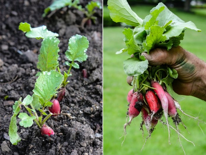 høst have forår efterår radiser planter jord