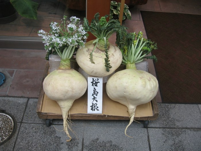 daikon sort radiser store hvide køkkenhave tips