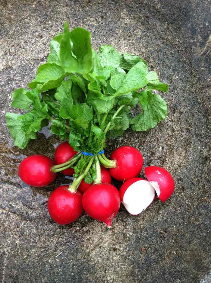runde radiser haveplanter grøntsager tips pleje