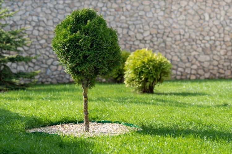 Slå plænen kort og plant træer. Vedligeholdelse af haven om foråret