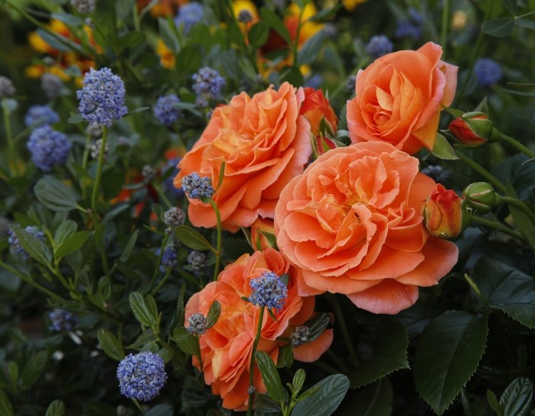 Roser til halvskygge med dobbelte blomster i orange-rød