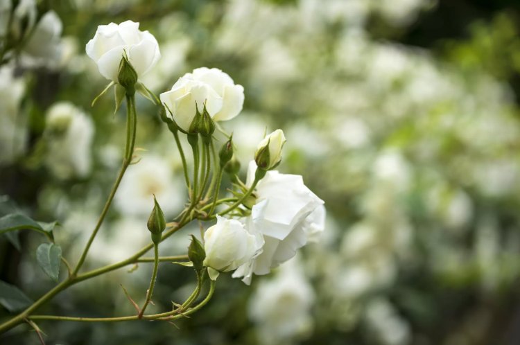 Lav roser til hvide blomstrende sorter i halvskygge
