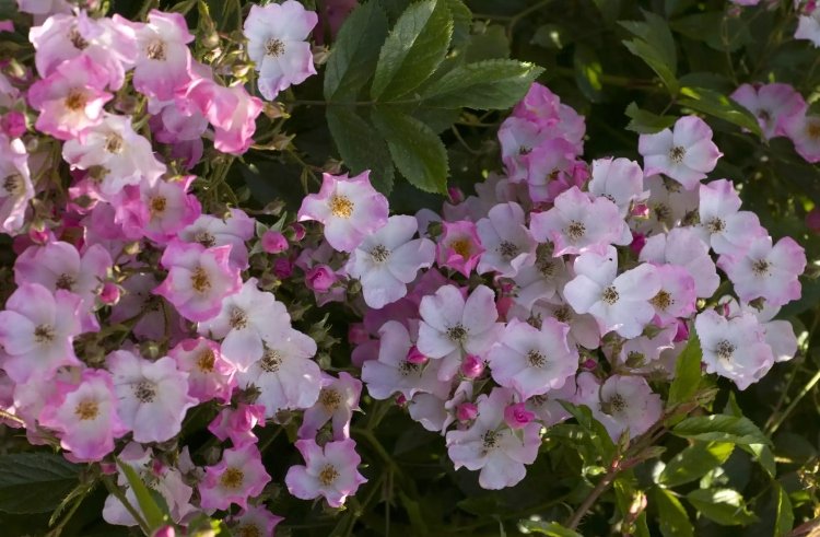 Floribunda rose ballerina til halvskyggehybrider med duft