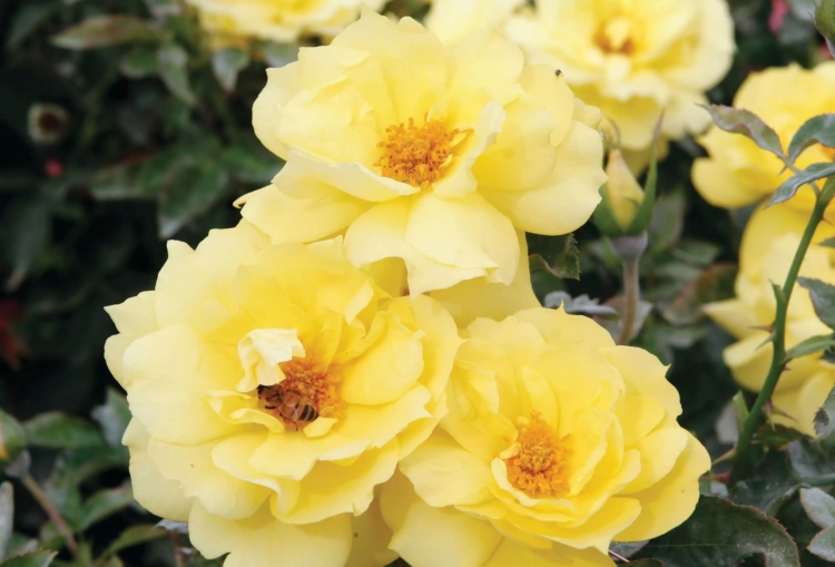 Floribunda -rose til sorter med delvis skygge med gule blomster