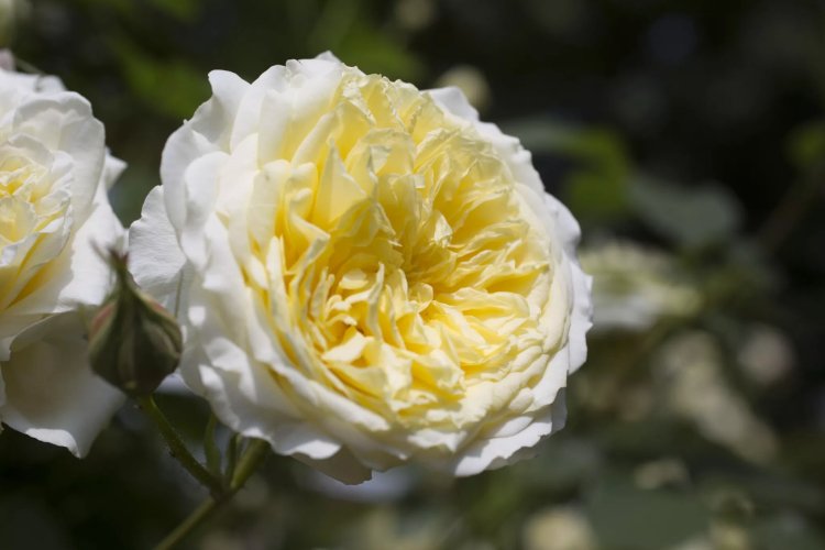 Engelske roser til delvis skygge, hvilke sorter der er egnede