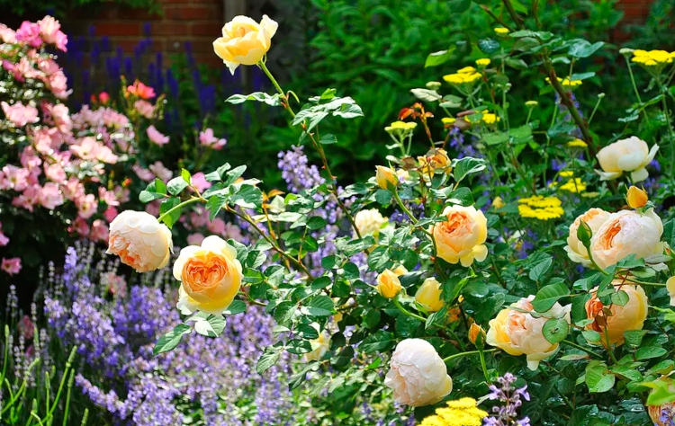 Ledsager til roser i halvskygge ideer til blomsterbed