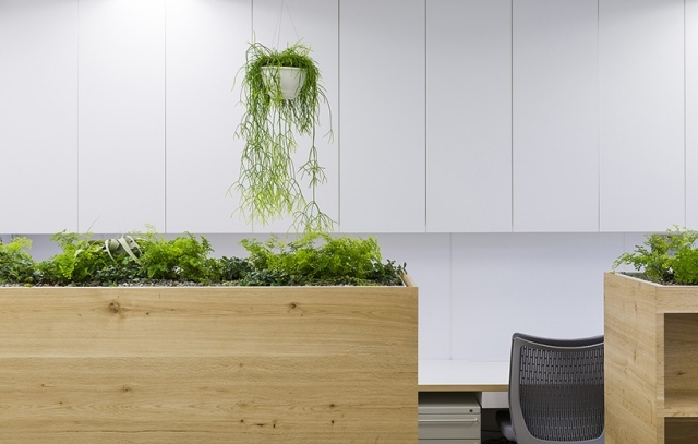 koshida klinik ombyggede hængende planter hvide vægge