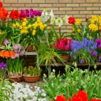 Gartengrundstück 4 Ar Topfgarten