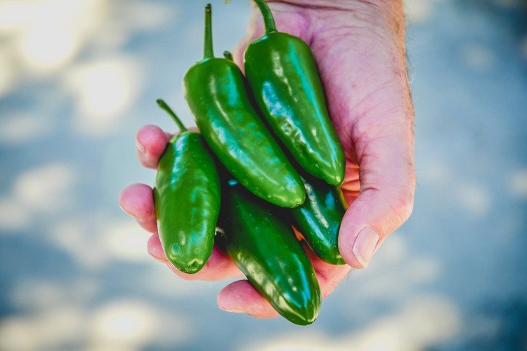 grøn jalapeno chili frisk