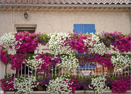 ideer med altanplanter på terrassen petunia farvet
