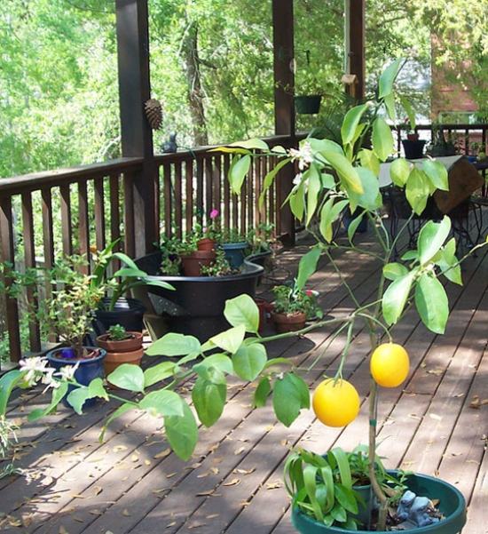 ideer altanplanter på terrassen meyer citron
