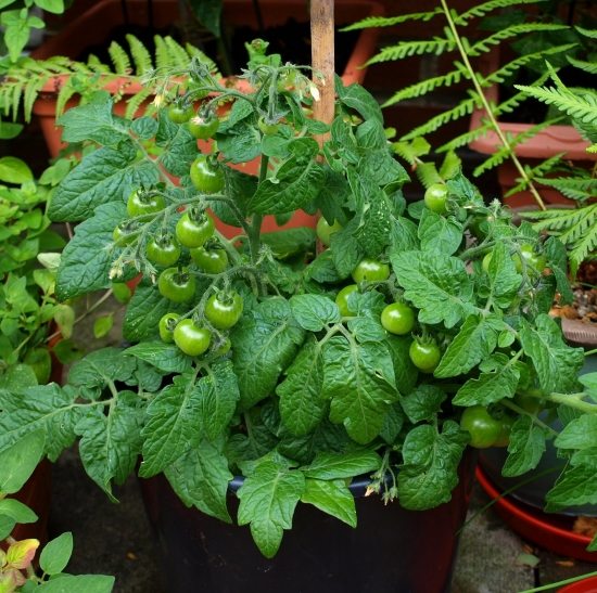 ideer altanplanter på terrassen grønne tomater