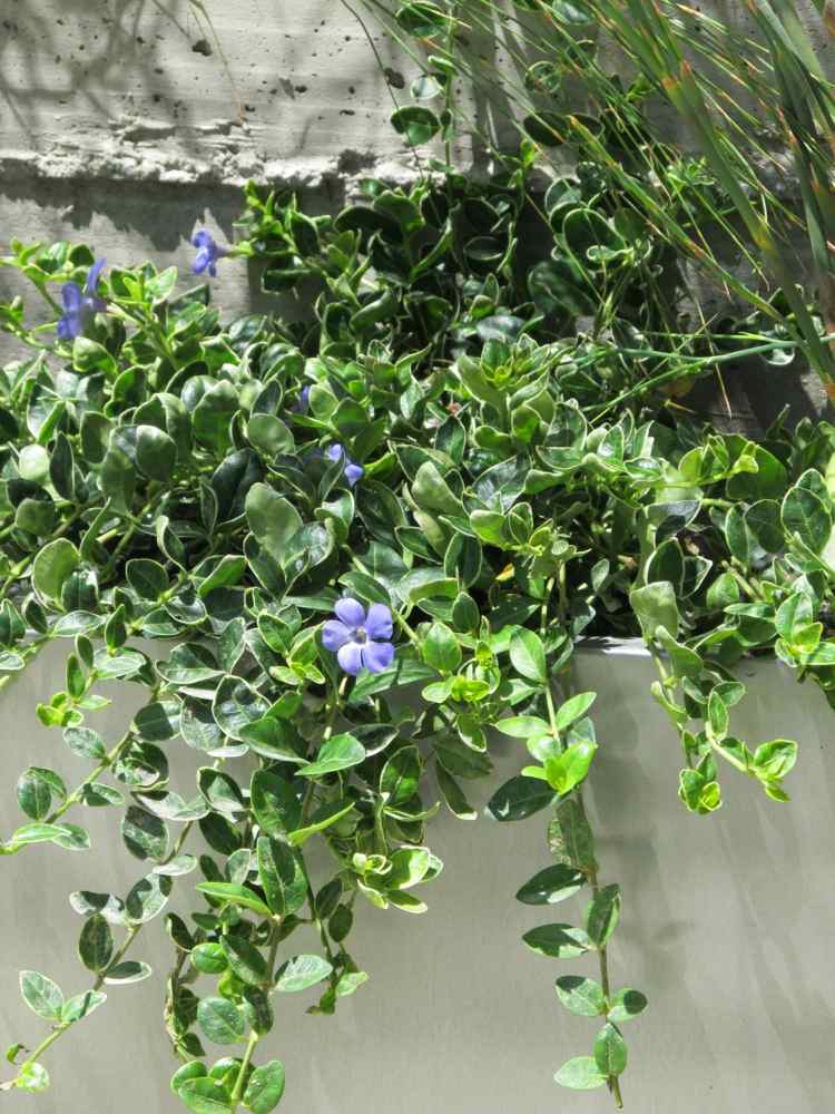ideer med altanplanter vinca blå hængende plante blaetter attraktive