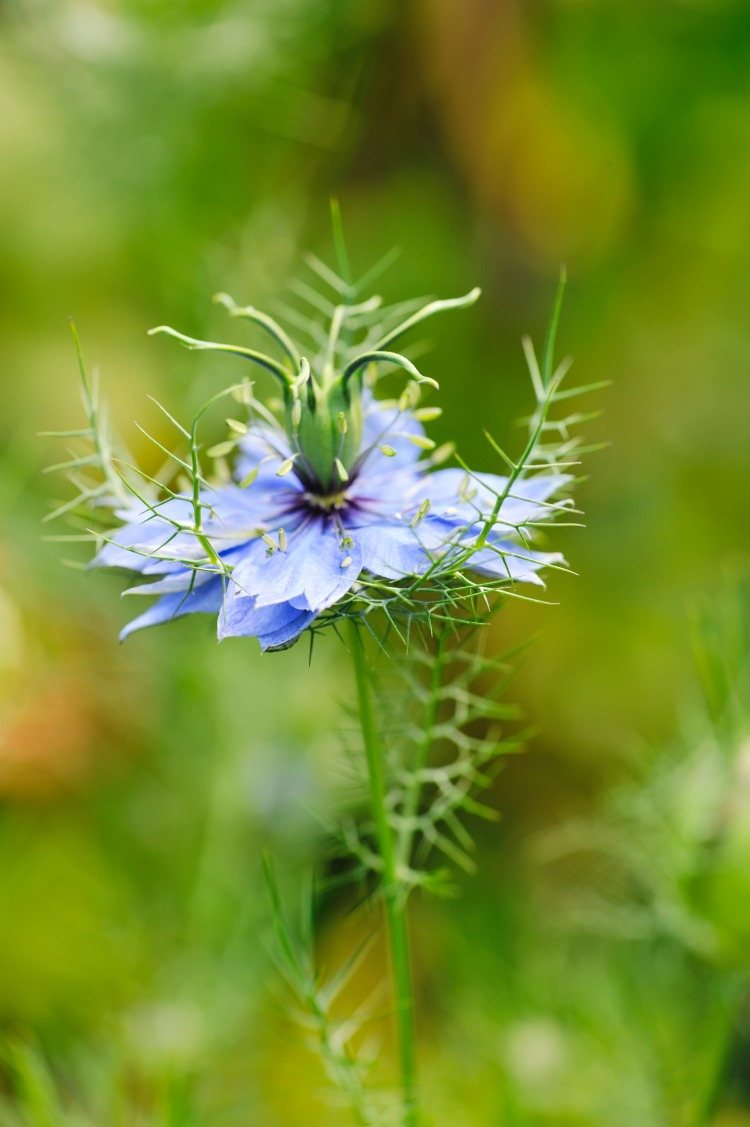 lilla blomster af nagilla sativa -planten sort spidskommen kalonji