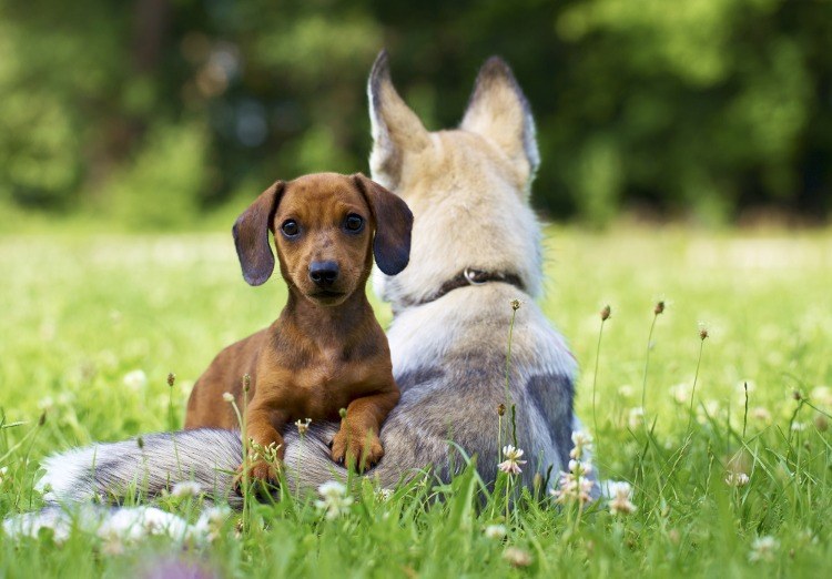 to hunde sidder på græsplænen udendørs sort frøolie mod flåter hos hunde muligt