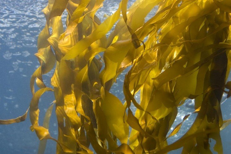 Kelpbrune alger vokser kun i saltvand